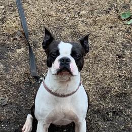 Theo - Companion Cross