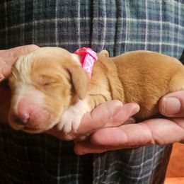 Pink Female - Red and white female Basset Hound puppy in Trade, Tennessee from TN Miniature Dachshunds & Basset Hounds