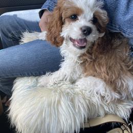 Cavalier King Charles Spaniel and Cavapoo Puppies from Larisa's Cavaliers