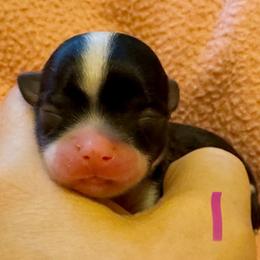 Girl 1 - Black and white female Chihuahua puppy in Brooklyn, Connecticut from Ladybug Chihuahuas