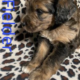Fielder - Chocolate merle male Bernedoodle puppy in Battle Creek, Michigan from T-Rose’s Bernedoodle & Pomsky Puppies