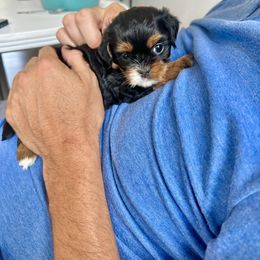 Cavapoo Puppies from The Cavapoo Club