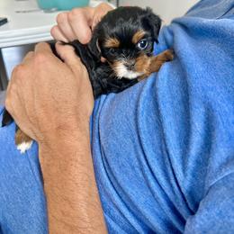 Cavapoo Puppies from The Cavapoo Club