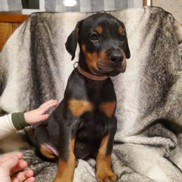 Doberman Pinscher Puppies from Makkr Ridge Dobermans LLC