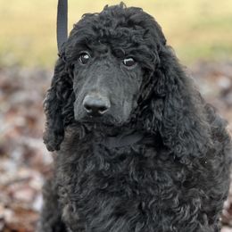Ella(Trained) - Black Poodle puppy in North Carolina from The Silver Collar