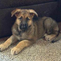 Sable Female - Sable female German Shepherd puppy in Tafton, Pennsylvania from Pocono GSD