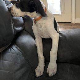 Great Dane Puppies from Blackmon Family Danes