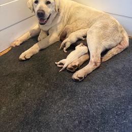 Boy 2 - Yellow male Labrador Retriever puppy in Isanti, Minnesota from Four Corners Family Labs