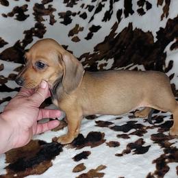 RUPERT - Red male Dachshund puppy in Swink, Oklahoma from Palali Farm