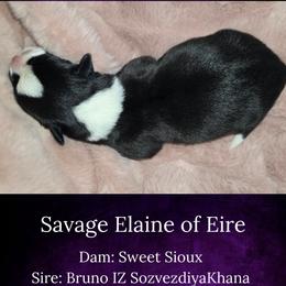 Savage Elaine of Eire - Brindle and white female Cardigan Welsh Corgi puppy in Plymouth, Iowa from Savages Low riders