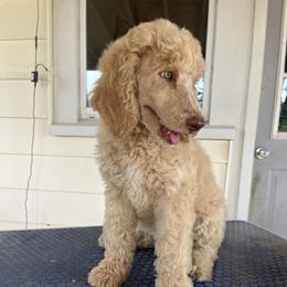 Poodle Puppies from Legacy Farms Standard Poodles