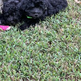 LP#2 Green Collar - Assorted Doodle Crosses puppy in Benson, North Carolina from A Bundle of Love