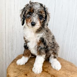 Bash - Blue merle male Aussiedoodle puppy in Arlington, Washington from Doodle Love Laugh
