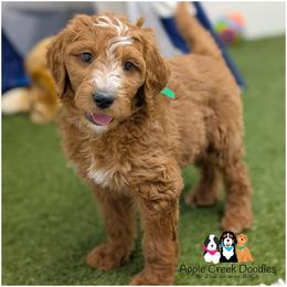SUTTON - OFA-Genetics-2 yr warranty. - Red  male Goldendoodle puppy in Jeddo, Michigan from Apple Creek Doodles