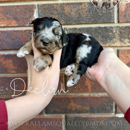 Declan - Blue merle male Bernedoodle puppy in Owasso, Oklahoma from Kallams Bernedoodles & Bernese Mountain Dogs