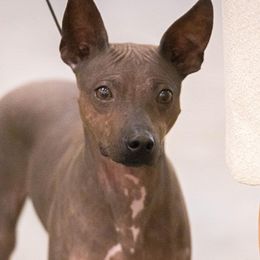 BECKS - American Hairless Terrier