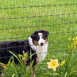 Luna - Australian Shepherd