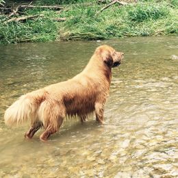 Golden Retriever All Grown Up from Firefly Cottage Golden Retrievers