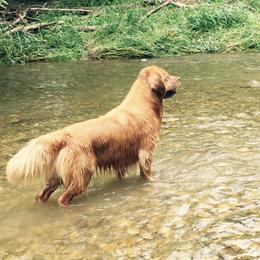 Golden Retriever All Grown Up from Firefly Cottage Golden Retrievers