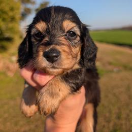 Goofy - Black and cream male Dachshund puppy in Unadilla, Georgia from Hamsley's Puppy Palace