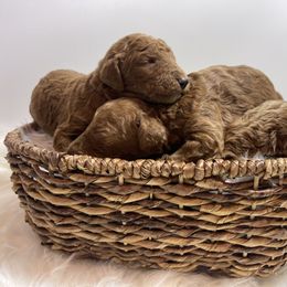 Goldendoodle Puppies from Kutedoodle
