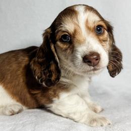 Coral - Piebald female Dachshund puppy in Winamac, Indiana from WZ Kennels