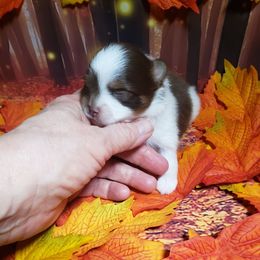 Sebastian - Chocolate and tan male Pomeranian puppy in Weatherford, Texas from Jeweled Poms