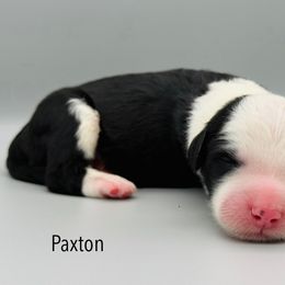 Paxton - Black and white male Sheepadoodle puppy in Chattanooga, Tennessee from River City Doodles TN