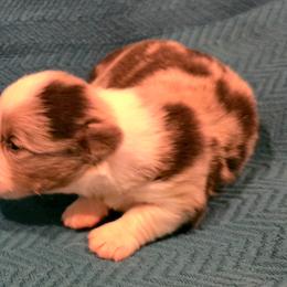Waffles - Blue merle and white male Cardigan Welsh Corgi puppy in Larsen, Wisconsin from Pondside Kennels