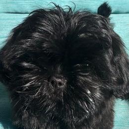 Mei-Ling - Black female Shih Tzu puppy in Howell, Michigan from Animal Crackers