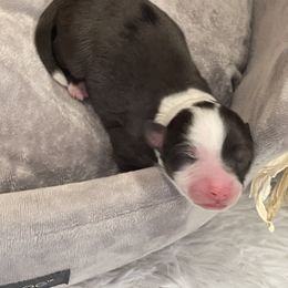 Miniature Australian Shepherd and Toy Australian Shepherd Puppies from Loyal Litters Toy Australian Shepherds