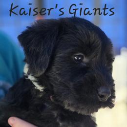Boy 2 - Black male Giant Schnauzer puppy in Billings (Bil), Montana from Kaiser's Giants