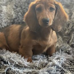 Dachshund Puppies from EntityDachs