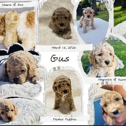 Cavapoo, Cockapoo, Goldendoodle, and Maltipoo Puppies from Perdue Puppies