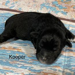 Kooper - Black and white male Aussiedoodle puppy in Lebanon, Missouri from Cobbs Creek Canines