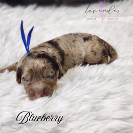 Blueberry - Merle male Cockapoo puppy in Mancelona, Michigan from Lavender poodles & doodles