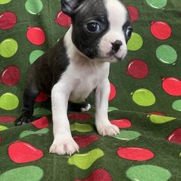Devi - Brindle and white female Boston Terrier puppy in Fillmore, Illinois from Wind Hill Puppies