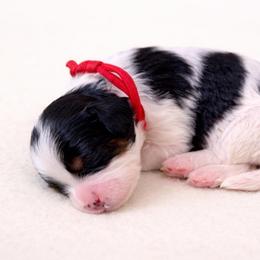 Ginger - Tri-color female Cavapoo puppy in Beech Island, South Carolina from New Moon Farm Canines