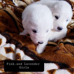 Pink - White female Great Pyrenees puppy in Yucaipa, California from Rusty Horse Ranch Great Pyrenees
