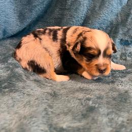Leaf - Blue merle male Toy Australian Shepherd puppy in Nocona, Texas from Rafter O Toy Aussies and Mini Heelers