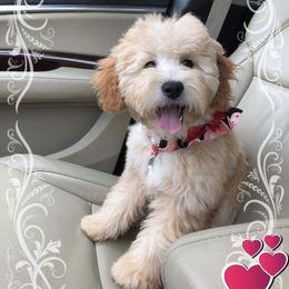 Goldendoodle Puppies from Jessie’s Doodles