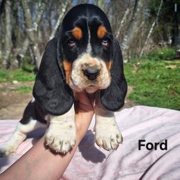 Ford - Black brown and white male Basset Hound puppy in Mack's Creek, Missouri from Mack's Creek Basset Hounds