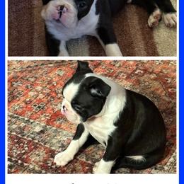 Homer - Seal and white male Boston Terrier puppy in Jacksonville, Florida from Trail’s End Boston Terriers