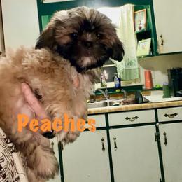 Peaches - Sable female Shih Tzu puppy in Hull, Georgia from Precious to the world Shih Tzu’s