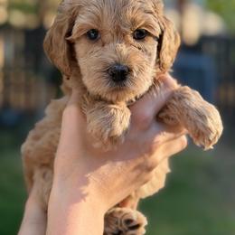 Girl 2 - female Australian Labradoodle puppy in Bend, Oregon from High Desert Labradoodles