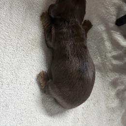 Hogan - Red male Dachshund puppy in Tampa, Florida from EntityDachs