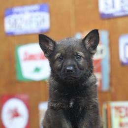 Green collar - Sable male German Shepherd puppy in Philippi, West Virginia from Vom Haus Highlands