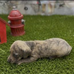 Cream Brindle Smooth Male - Cream male Dachshund puppy in Killeen, Texas from Southern Dachshunds