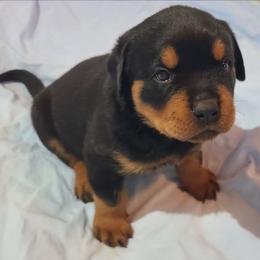 Max - Black and mahogany male Rottweiler puppy in Humboldt, Arizona from Guardian Angel Rottweiler