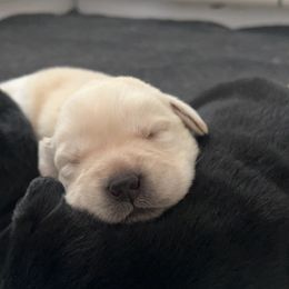 Labrador Retriever Puppies from Niall’s Labrador Retrievers